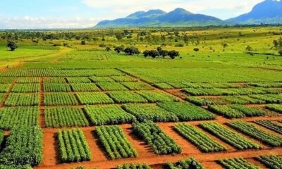 GENETICALL MODIFIED MAIZE